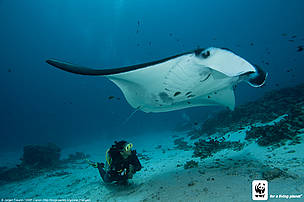 Manta, Raja Ampat, Papua, Indonesia