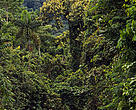 With each passing minute, an acre of the Amazonian rainforest is deforested, generally lost to conversion for agriculture. 