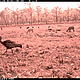 The critically endangered giant ibis inhabits Cambodia's Eastern Plains Landscape, here together with Eld's deer, lesser adjutants, as well as black- and woolly-necked storks. © FA / WWF-Cambodia