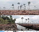 Peat draining and large-scale clearance of natural forest by APP wood supplier PT. Ruas Utama Jaya inside APP’s Senepis Tiger Sanctuary in June and October 2011. Arrows next to photo numbers in map (top right) indicate directions photos were taken. 