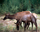  / &copy;: WWF-Canon / Hartmut JUNGIUS