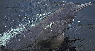 Pink river dolphin, Inia geoffrensis, Orinoco river, Colombia. / ©: Fernando Trujillo / Fundación Omacha / ©: Fernando Trujillo / Fundación Omacha