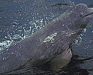 Pink river dolphin, <i>Inia geoffrensis</i>, Orinoco river, Colombia. 