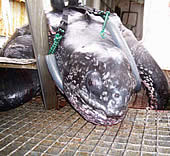 Marina - our ocean faring friend. / &copy;: WWF-Canon