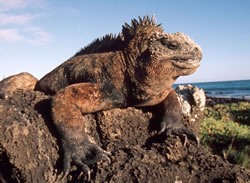 Marine iguana (Amblyrhynchus cristatus), the only sea-going lizard in the world, Galapagos Islands, ... / ©: WWF-Canon / Martin HARVEY Marine iguana (<i>Amblyrhynchus cristatus</i>), the only sea-going lizard in the world, ... / ©: WWF-Canon / Martin HARVEY