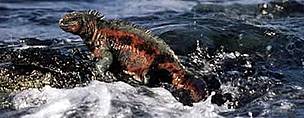 Marine iguana (Amblyrhynchus cristatus) - the only sea-going lizard in the world, Galapagos ... / ©: WWF-Canon / Martin HARVEY Marine iguana (Amblyrhynchus cristatus) - the only sea-going lizard in the world, Galapagos ... / ©: WWF-Canon / Martin HARVEY