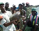 Primeiras and Segundas Archipelagos fishermen showing an accidentally captured marine turtle (bycatch).