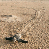  / &copy;: WWF-Canon / Carlos DREWS