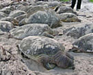 Green and hawksbill turtles were among the 144 killed in nets of the north-west coast of Borneo.