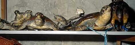 Illegal wildlife trade items seized at customs - Marine turtles, Giant clam etc rel=