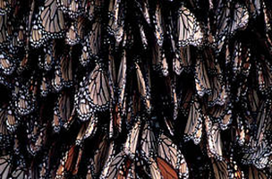 Borboleta Monarca / ©: / ©: