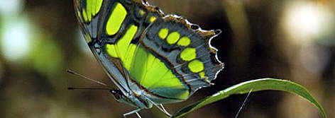 Victorina stelenes, habita en los bosques de la región oriental del Paraguay. Actualmente se ... / &copy;: Fernando Allen for WWF Paraguay 