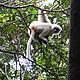 Close encounter with a Silky Sifaka, or Simpona Fotsy. Marojejy National Park, September 2006 © WWF / Claire Balbo