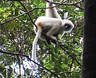 Lemur in forest, Sept-06