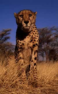 Cheetahs can reach speeds of 90 kph