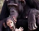 Chimpanzee with child.