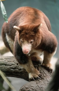 Matschie's tree kangaroo (Dendrolagus matschiei), one of Papua New Guinea's unique species. / ©: WWF-Canon / Chris Martin Bahr Matschie's tree kangaroo (Dendrolagus matschiei), one of Papua New Guinea's unique species. / ©: WWF-Canon / Chris Martin Bahr