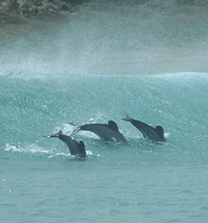 Maui's dolphins, North Island, New Zealand. / ©: Kirsty Russell Maui's dolphins, North Island, New Zealand. / ©: Kirsty Russell