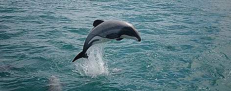 Maui's dolphin. / ©: WWF / Will RAYMENT Maui's dolphin. rel=