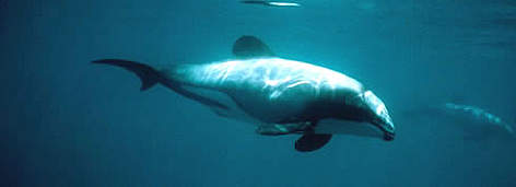 There are only an estimated 55 mature Maui's dolphins remaining off New Zealand. / ©: Stephen DAWSON Numbering around 100, the Mauis dolphin (Cephalorhynchus hectori maui) is classified as critically ... rel=
