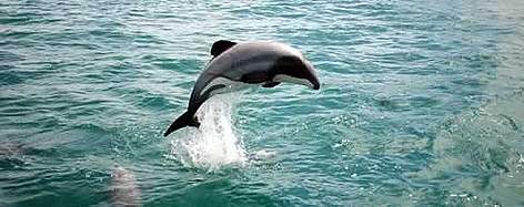 The overall aim of the WWF programme is to protect the future of Mauis dolphins by securing a ... / ©: Will Rayment The overall aim of the WWF programme is to protect the future of Mauis dolphins by securing a ... rel=