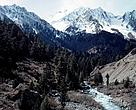 Upper Naltar Valley Protected forest at 11000 feet Northern Pakistan
