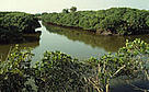 Mai Po Marshes, Ramsar site, Hong Kong, China. / ©: WWF-Canon / Mauri RAUTKARI Mai Po Marshes, Ramsar site, Hong Kong, China. / ©: WWF-Canon / Mauri RAUTKARI