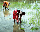 Planting rice, Sri Lanka.