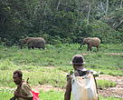 Elephants grazing at Ikwa bai despite close presence of humans