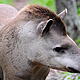&copy; Fernando Allen / WWF Paraguay