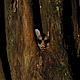 &copy; Andrea Ferreira / WWF Paraguay