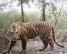 An adult tiger captured in a camera trap in the Shuklaphanta Wildlife Reserve of western Nepal. / ©: WWF Nepal An adult tiger captured in a camera trap in the Shuklaphanta Wildlife Reserve of western Nepal. / ©: WWF Nepal