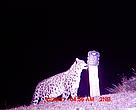 The first picture of a snow leopard taken by a camera trap on 24 October 2011 in Khambachen valley of Kangchenjunga was released today by WWF-Nepal.