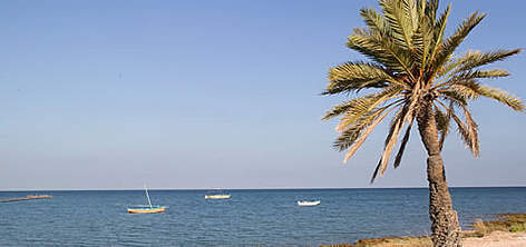 Panorama typique de la zone des palmiers de Sidi Founkhel où des projets écotouristiques seront ... / ©: WWF-MEDITERRANEAN / E. PARKER rel=
