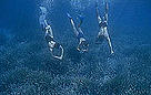  Posidonia plantation. Tourists on naturetrail, Port Cros, France / &copy;: WWF