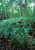 Ginseng / ©: WWF Russia / Vladimir Medvedev / ©: WWF Russia / Vladimir Medvedev