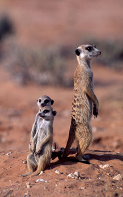 Meerkat (Suricata suricatta). / ©: WWF-Canon / Martin HARVEY Meerkat (<i>Suricata suricatta</i>). / ©: WWF-Canon / Martin HARVEY