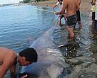 Megamouth 41, as the Florida Museum of Natural History has named the Donsol shark, measured four meters and weighed an estimated 500 kg.