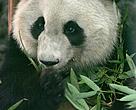 Mei Lan
