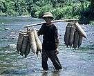 Fish are an important source of protein to the 60 million people living in the Mekong River Basin.<BR>