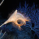 &copy; (photograph by I. MacDonald), Felder, D. L. and Camp, D. K. (eds.) 2009. Gulf of Mexico–Origins, Waters, and Biota. Vol. 1. Biodiversity. Texas A&M Press, College Station, Texas.