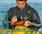Measuring lobsters, Baja California, Mexico.