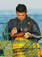 Measuring lobsters, Baja California, Mexico. / ©: WWF / Gustavo Ybarra / ©: WWF / Gustavo Ybarra