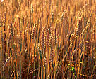 Picture of a cereal crop / ©: WWF / Ola Jennersten / ©: WWF / Ola Jennersten