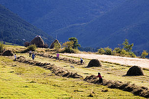 Traditional agriculture. Farmers building hay stacks. Carpathian Mountains, South-West Romania / ©: © WWF-Canon / Michel GUNTHER / ©: © WWF-Canon / Michel GUNTHER