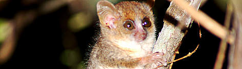 Microcebus berthae, the smallest primate in the world, has been described by Rasoloarison et al. in ... / ©: WWF Madagascar / Louise Jasper / ©: WWF Madagascar / Louise Jasper