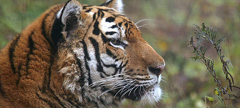 Amur tiger in the rehabilitation center of the wild animals Amur tiger in the rehabilitation center of the wild animals "Utyos" near Khabarovsk ... rel=