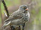 Medium ground finch, Santa Cruz Island, Galapagos, Ecuador. / ©: Carlos DREWS / WWF-Canon / ©: Carlos DREWS / WWF-Canon