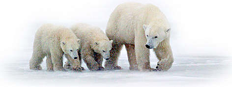 Mother Polar bear (Ursus maritimus) with her cubs walking on ice near Churchill, Manitoba, Canada. / ©: David Jenkins / WWF-Canada Mother Polar bear (Ursus maritimus) with her cubs walking on ice near Churchill, Manitoba, Canada. rel=