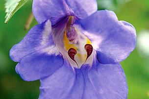 Impatiens namchabarwensis. Named after the  canyon in which it was found in Tibet. The rare plant can grow 60cm tall and flowers all year round.  The colour of the flower seems to change with temperature and exposure. 